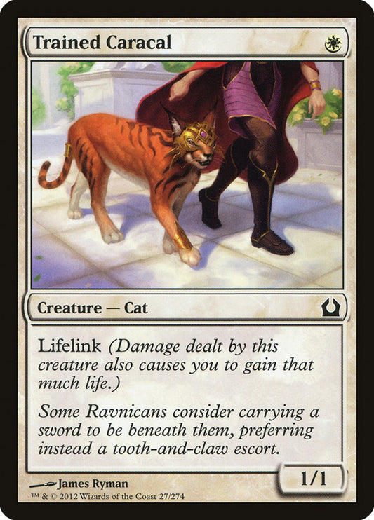 Trained Caracal | RTR